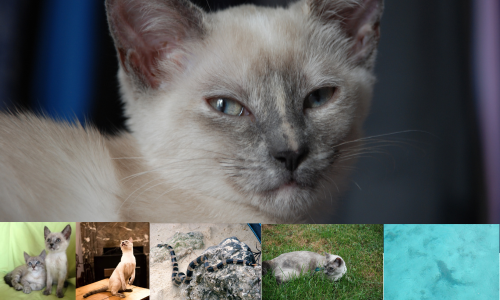 This image for Image Layouts addon